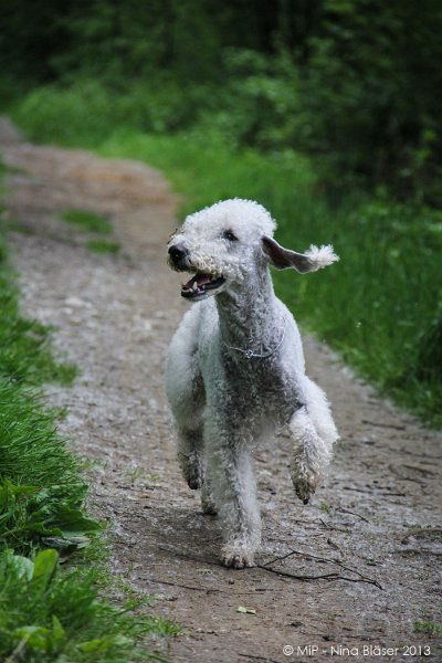 2013-05-25 Zwillbrocker Venn-7225-2.jpg